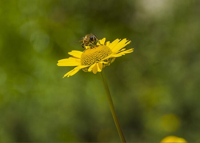 Insect Greeting Card featuring the photograph Bee on flower by Paulo Goncalves