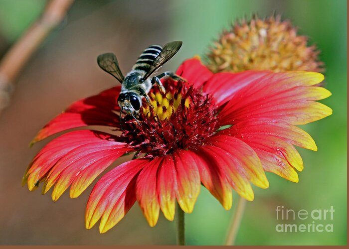 Bee Greeting Card featuring the photograph Bee on Indian Blanket by Larry Nieland