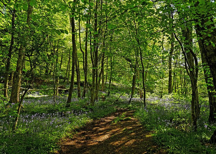 Britain Greeting Card featuring the photograph Bee Wood - Bluebells by Rod Johnson
