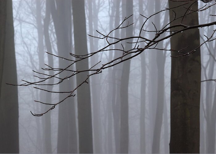 Beech Trees Greeting Card featuring the photograph Beech trees in fog Linacre by Jerry Daniel