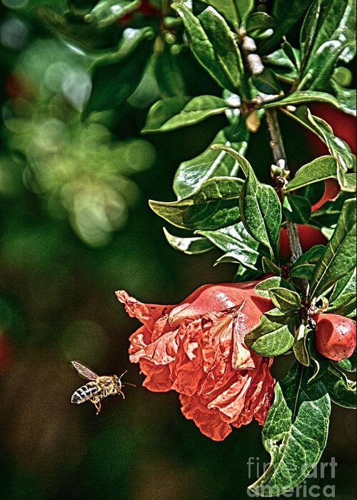 Bees Greeting Card featuring the photograph Beeing There by Ken Williams