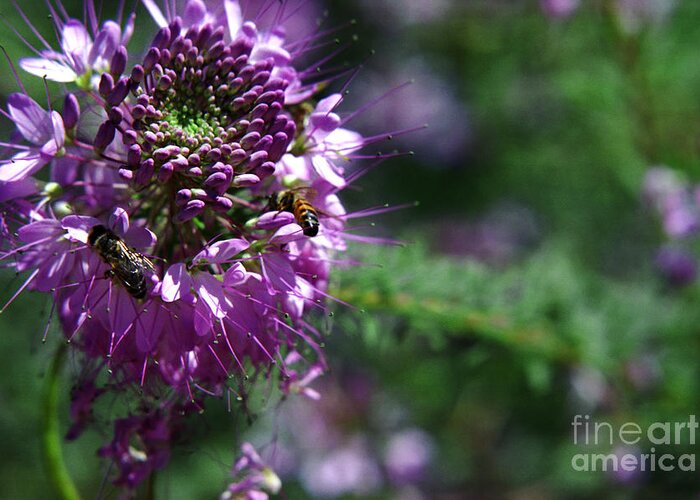 Flowers Greeting Card featuring the photograph Bees in Purple by Teri Atkins Brown