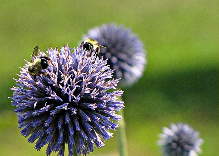 Bumblebees Greeting Card featuring the photograph Bees on Globes by MTBobbins Photography