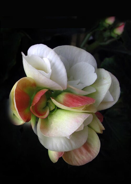 Flower Greeting Card featuring the photograph Begonia Petals by Jessica Jenney