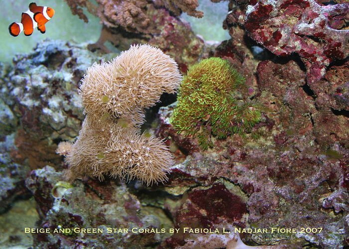 Beige Greeting Card featuring the photograph Beige and Green Star Corals by Fabiola L Nadjar Fiore
