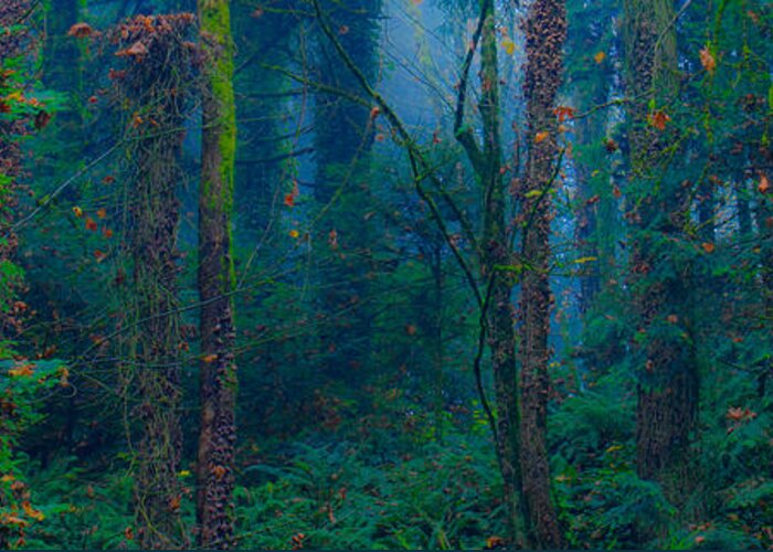 Forest Greeting Card featuring the photograph Believe by Don Schwartz