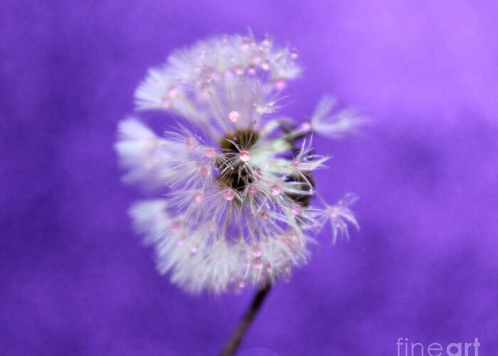 Dandelion Greeting Card featuring the photograph Believe by Krissy Katsimbras