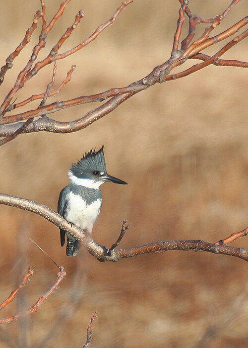 Wildlife Greeting Card featuring the pyrography Belted Kingfisher by William Selander
