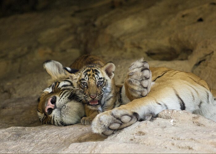 Feb0514 Greeting Card featuring the photograph Bengal Tiger Cub On Sleeping Mother by Suzi Eszterhas