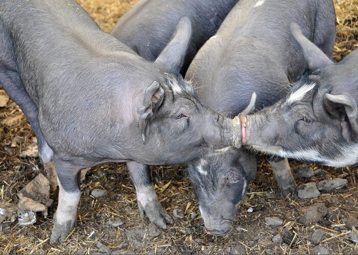Agricultural Greeting Card featuring the photograph Berkshire Pigs Touching Snouts by Bonnie Sue Rauch