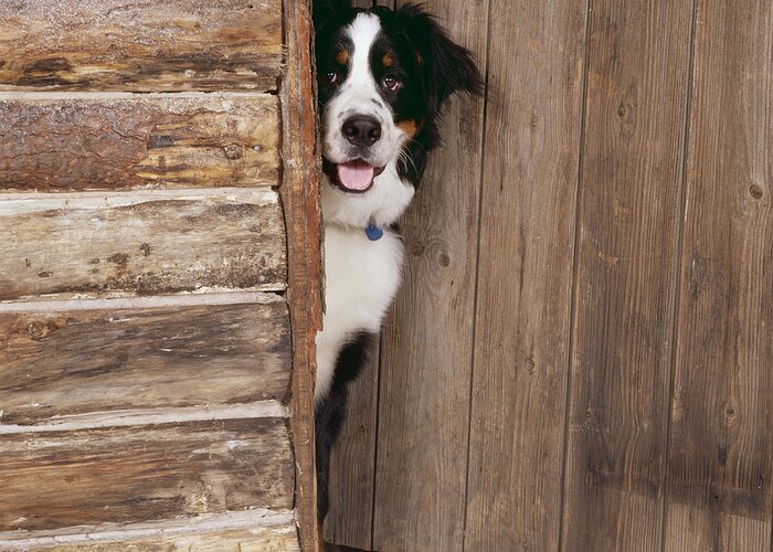 Bernese Mountain Dog Greeting Card featuring the photograph Bernese Mountain Dog At Log Cabin Door by John Daniels