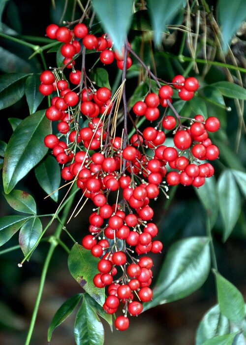 Green Greeting Card featuring the photograph Red Berries - Green Leaves by Bob Slitzan