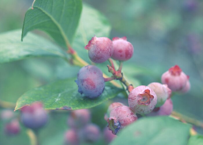 Berries Greeting Card featuring the photograph Berries for You by Yuka Kato