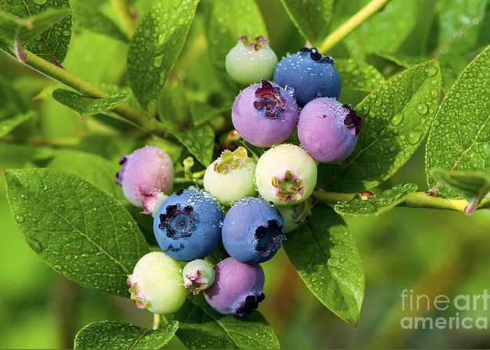 Berry Greeting Card featuring the photograph Berry Fresh 2 by Sharon Talson