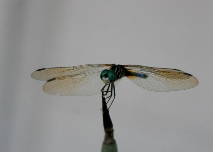 Dragonfly Greeting Card featuring the photograph Bet I Can Make You Smile by John Glass