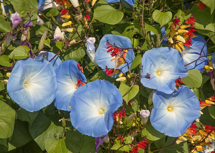 Scenic Greeting Card featuring the photograph Bhubing Palace Gardens Morning Glory DTHCM0433 by Gerry Gantt