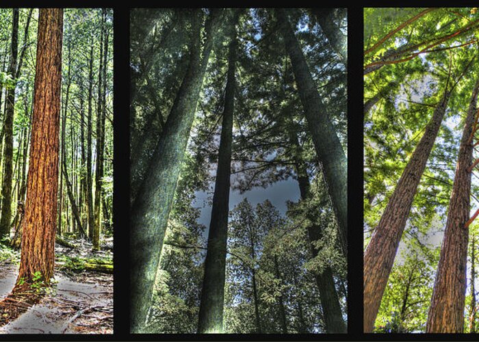Basin Greeting Card featuring the photograph Big Basin Redwoods SP Panel by SC Heffner