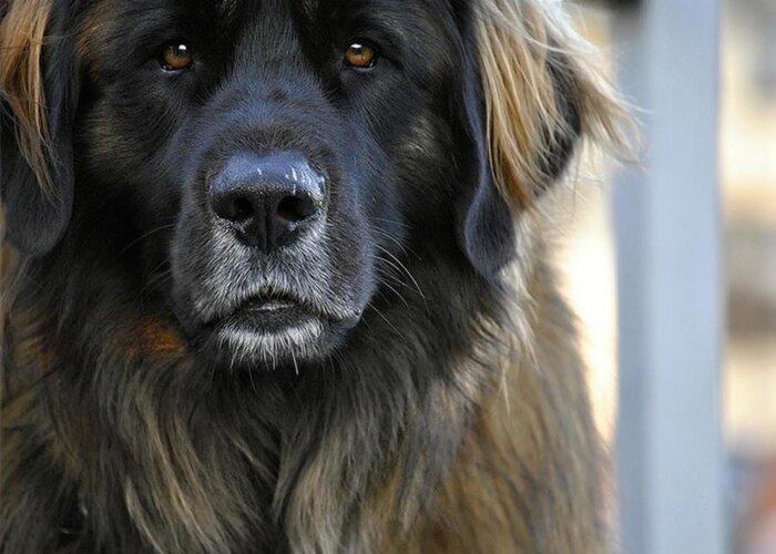 Dog Greeting Card featuring the photograph Big Beautiful Dog Leonberger by Marysue Ryan