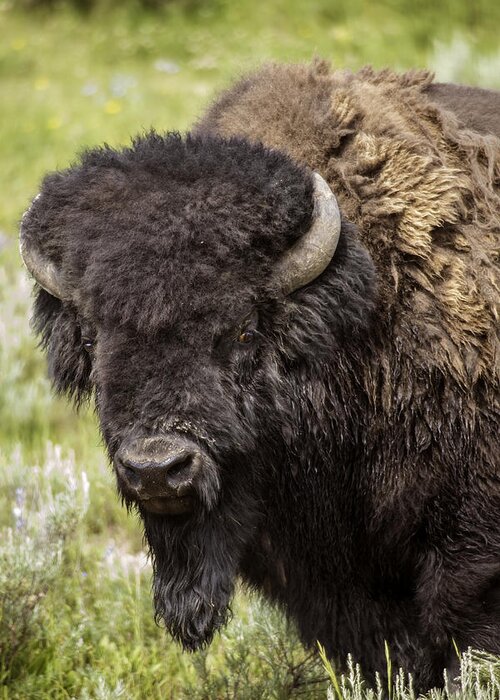 Bison Greeting Card featuring the photograph Big Bruiser Bison by Carolyn Fox