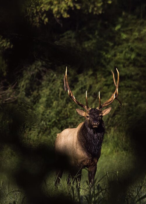 7x6 Bull Elk Greeting Card featuring the photograph Big Bull Through Cover by Michael Dougherty