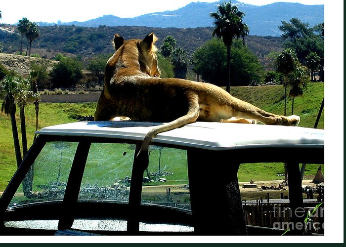 Lion Greeting Card featuring the photograph Big Cat Just Resting by Jay Milo