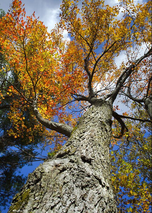 Fall Greeting Card featuring the photograph Maple Tree In Fall by Christina Rollo