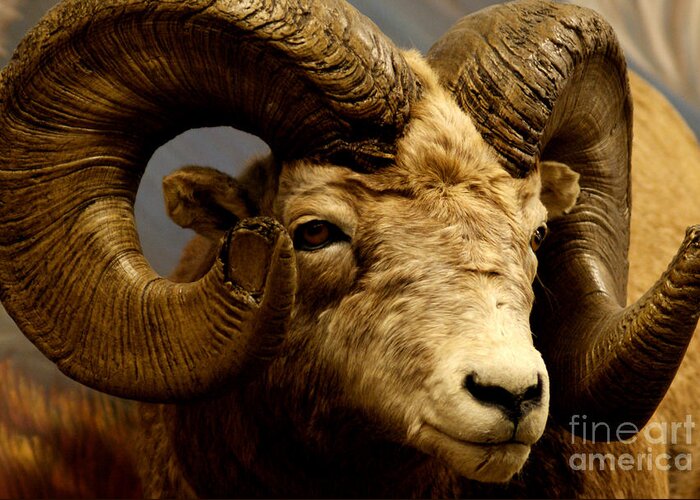 Big Horn Greeting Card featuring the Big Ram by D C