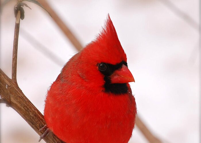 Northern Cardinal Greeting Card featuring the photograph Big Red Cardinal Bird In Snow by Peggy Franz