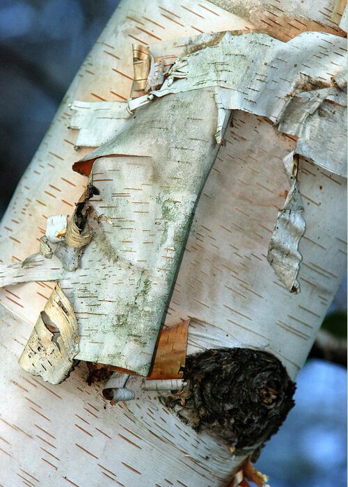 Birch Greeting Card featuring the photograph BIRCH BARK STUDY No.2 by Janice Adomeit