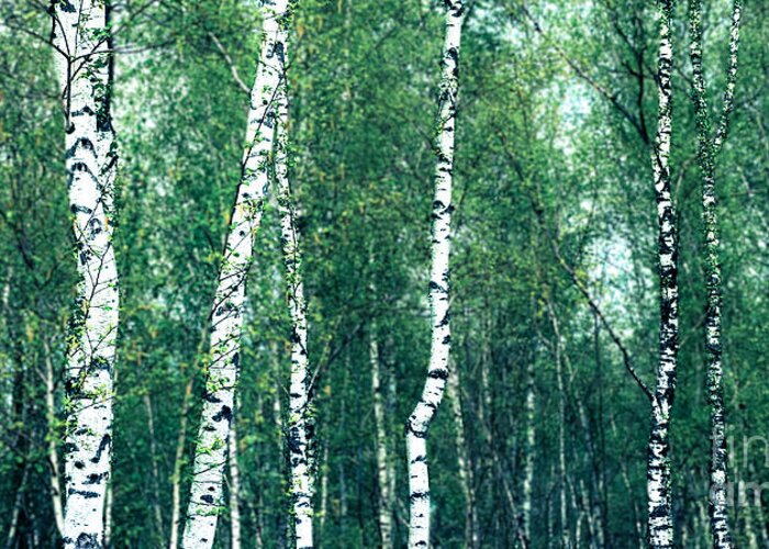 Abstract Greeting Card featuring the photograph Birch Forest - Green by Hannes Cmarits
