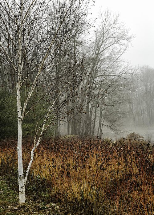 Birch Greeting Card featuring the photograph Birch in Winter by Fran Gallogly