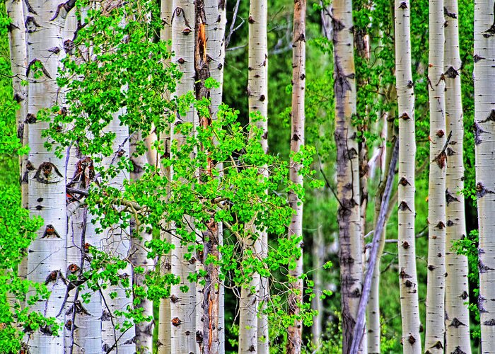 Nature Greeting Card featuring the photograph Birch tree forest by Jim Boardman