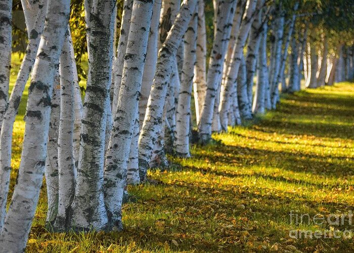 Birch Greeting Card featuring the photograph Birch Trees Autumn Sunlight by Henry Kowalski
