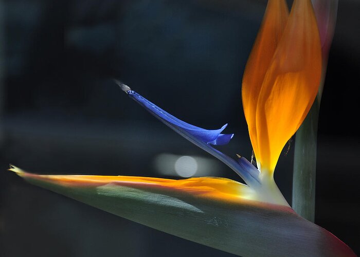 Bird Of Paradise Greeting Card featuring the photograph Bird in the Window by Craig Burgwardt