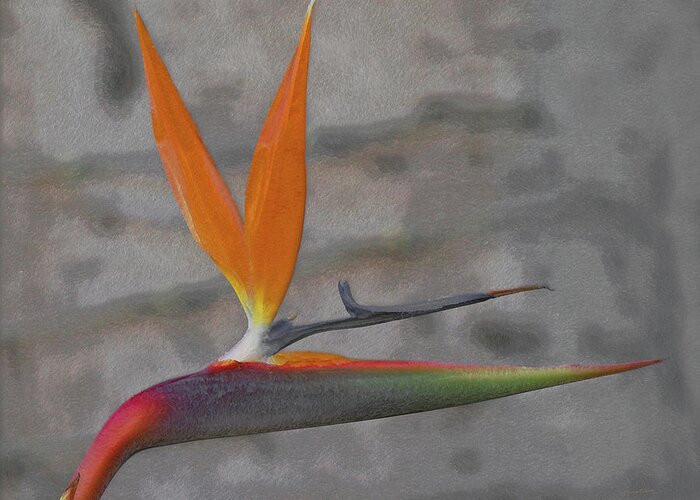 Bird Of Paradise Greeting Card featuring the digital art Bird of Paradise by Ernest Echols