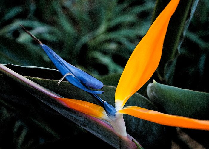 Nature Greeting Card featuring the photograph Bird of Paradise by Michael Porchik