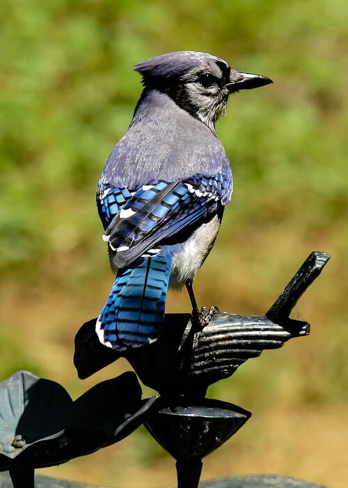 Bluejay Greeting Card featuring the photograph Bird on a bird by Robert L Jackson