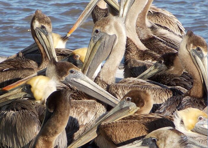 Pelicans Greeting Card featuring the photograph Birds of a Feather by John Glass