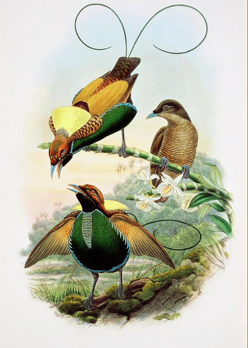 Diphyllodes Greeting Card featuring the photograph Birds-of-paradise by Natural History Museum, London/science Photo Library