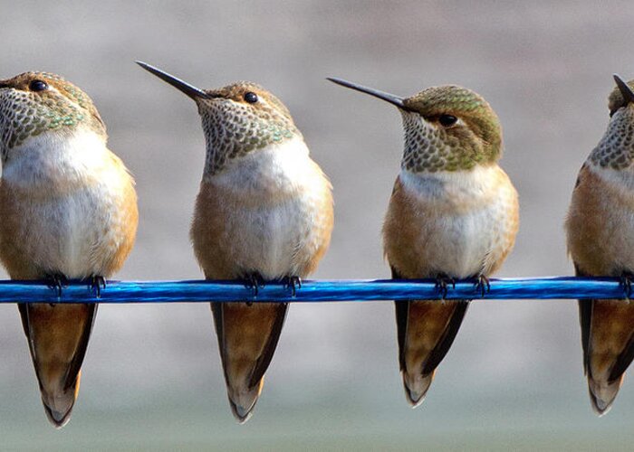 Rufous Hummingbird Greeting Card featuring the photograph Birds on a Wire by Randy Hall