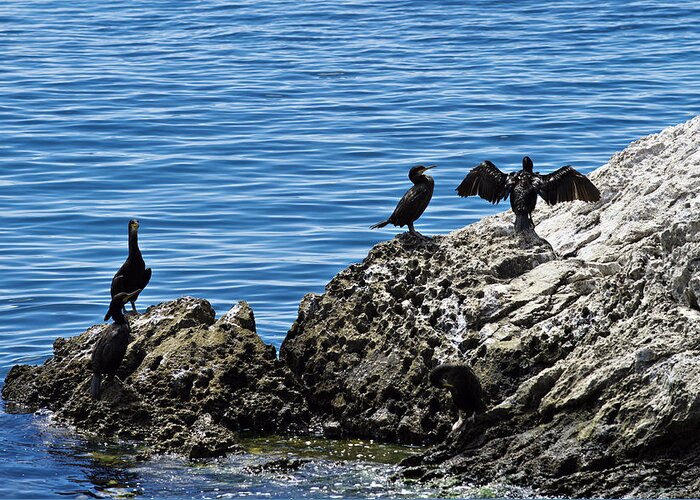 Bird Greeting Card featuring the photograph Birds on rocks by Ivan Slosar