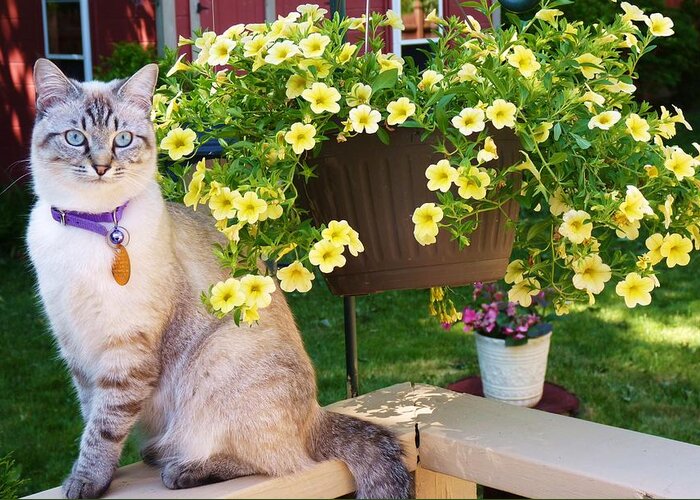 Kitty-cat And Yellow Flowers! Greeting Card featuring the photograph Biskit by Elaine Franklin