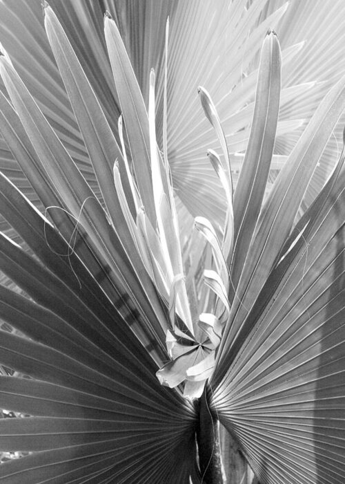 Bismark Palm Greeting Card featuring the photograph Bismark Palm by Jim Snyder