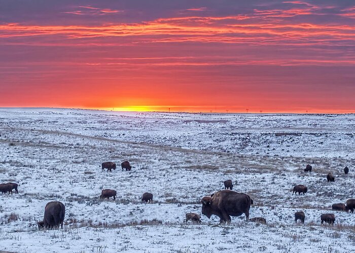 Kansas Greeting Card featuring the photograph Bison at Sunset by Rob Graham