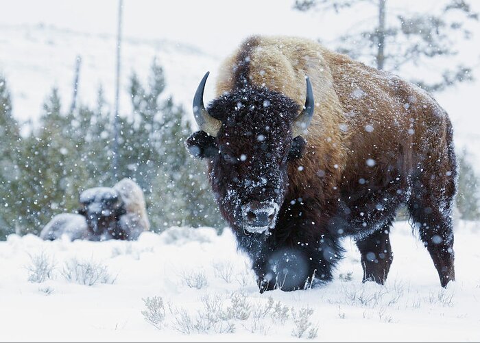 Bison Greeting Card featuring the photograph Bison Bulls, Winter Landscape by Ken Archer
