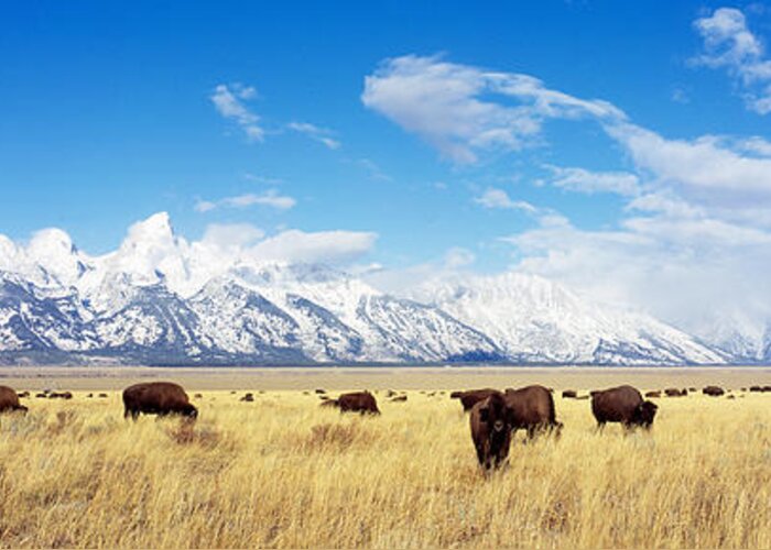 Photography Greeting Card featuring the photograph Bison Herd, Grand Teton National Park by Panoramic Images