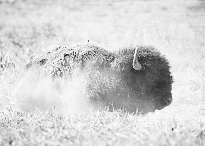 Bison Greeting Card featuring the photograph Bison by Michael Donahue