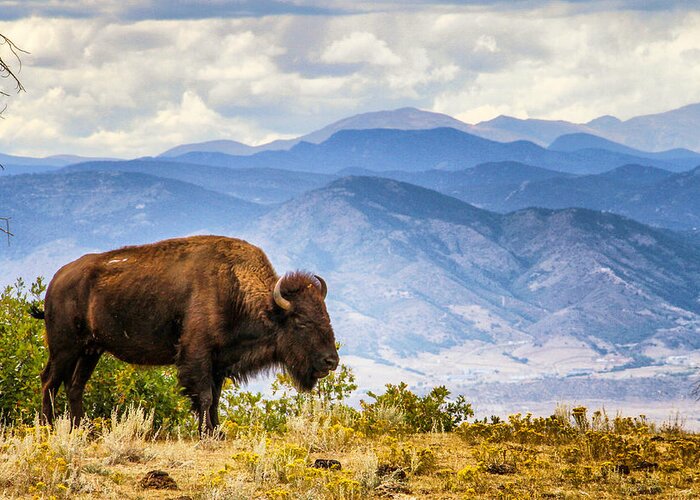 Colorado Greeting Card featuring the photograph Bison Overlook by Juli Ellen