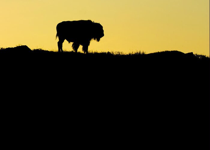 Bison Greeting Card featuring the photograph Bison Sunrise by Sonya Lang