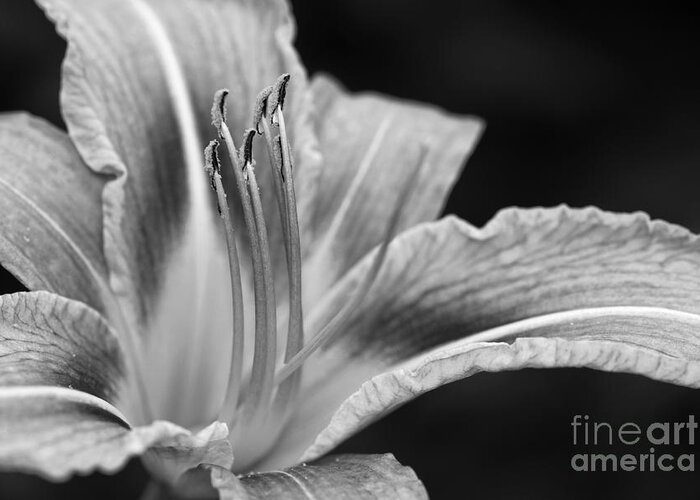 Flower Greeting Card featuring the photograph Black and white Daylily flower by Martin Capek